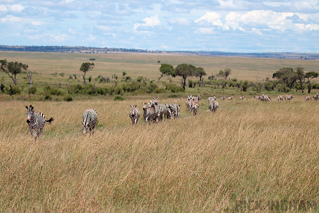 Burchell's Zebra