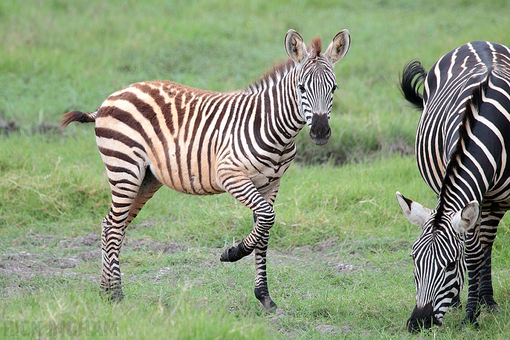 Burchell's Zebra