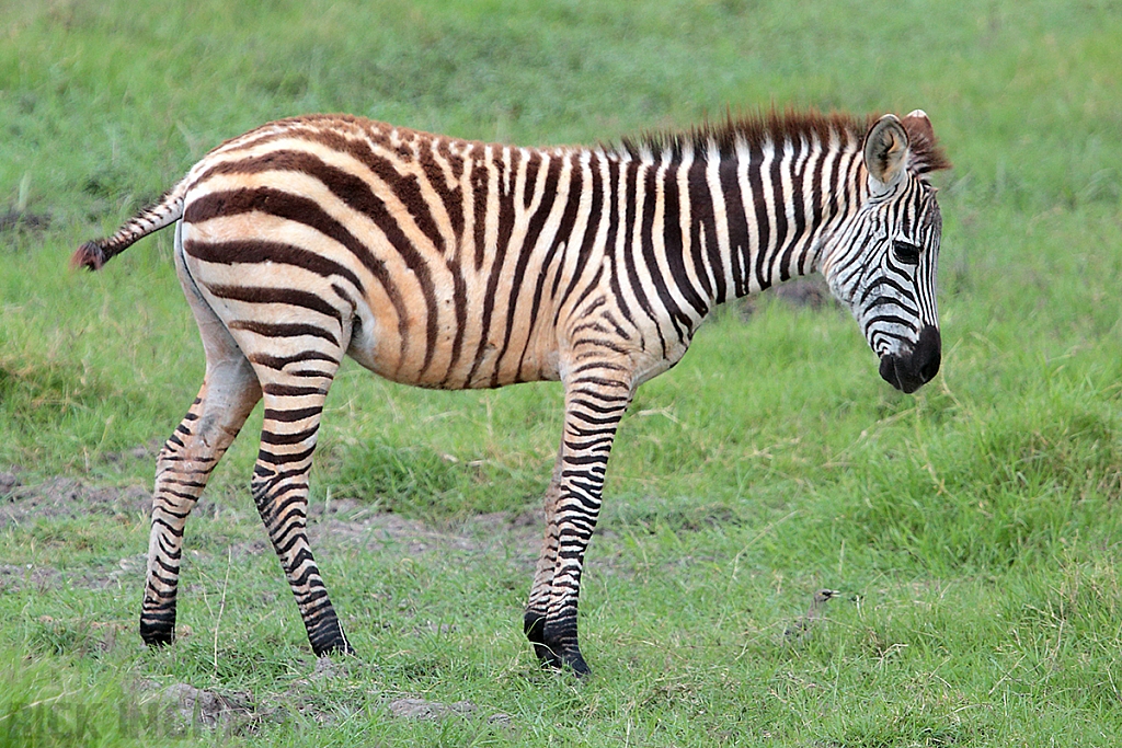 Burchell's Zebra
