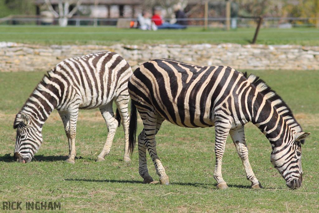 Chapman's Zebra