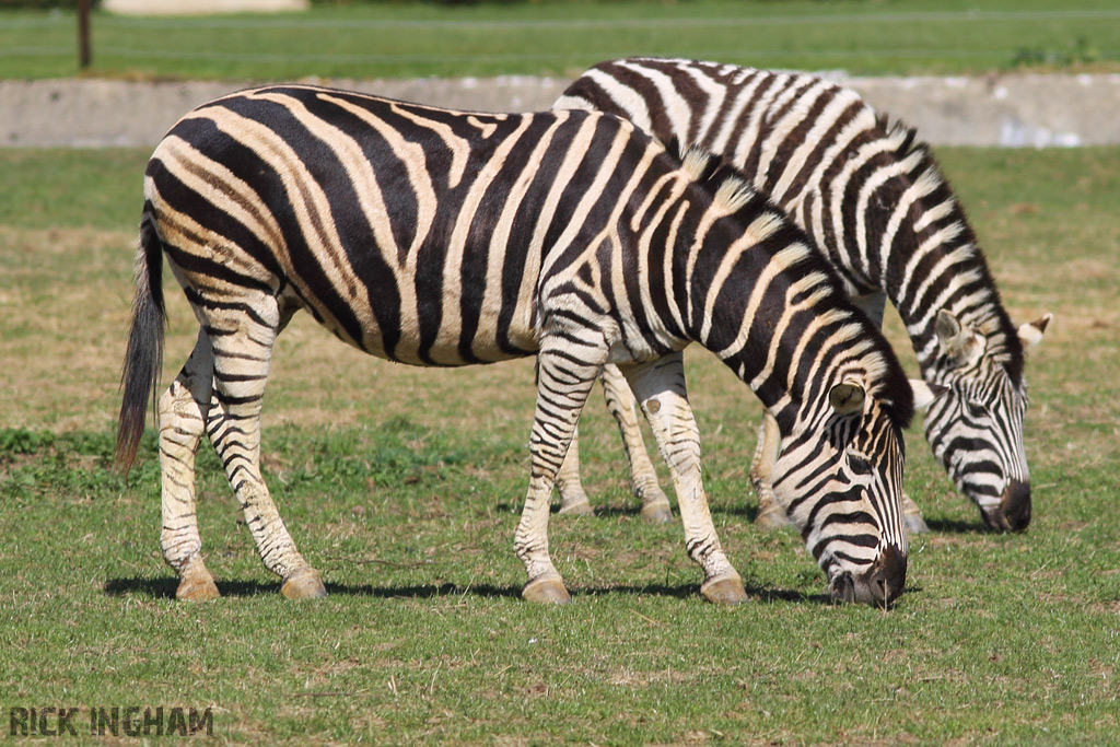 Chapman's Zebra