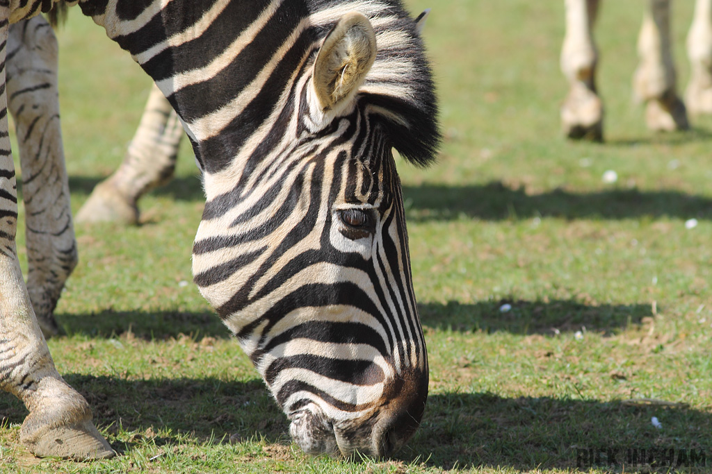 Chapman's Zebra
