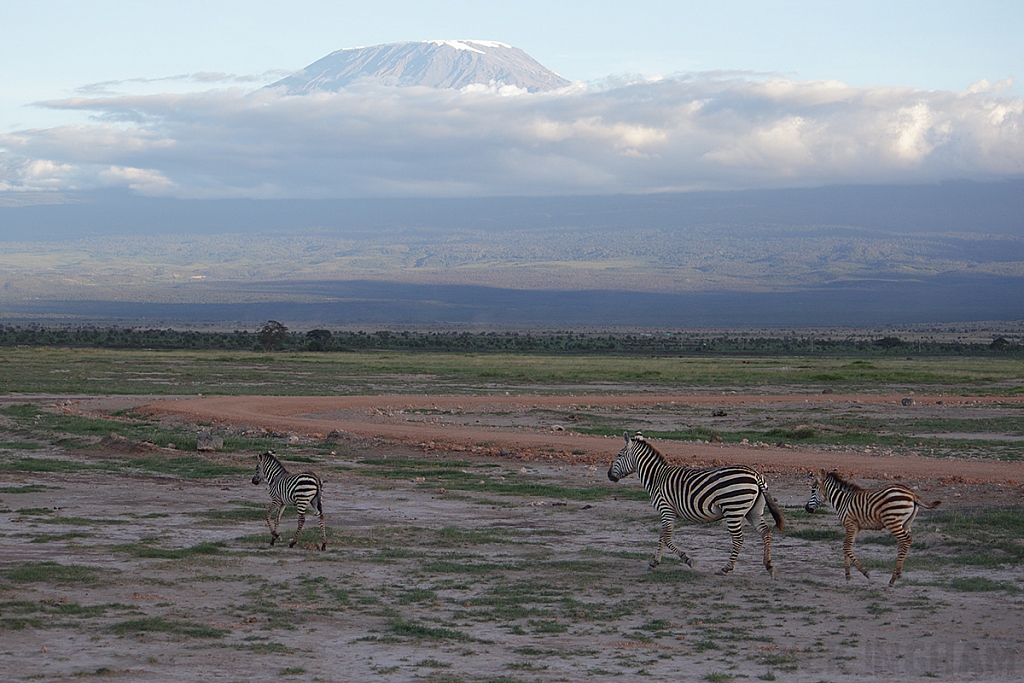 Burchell's Zebra