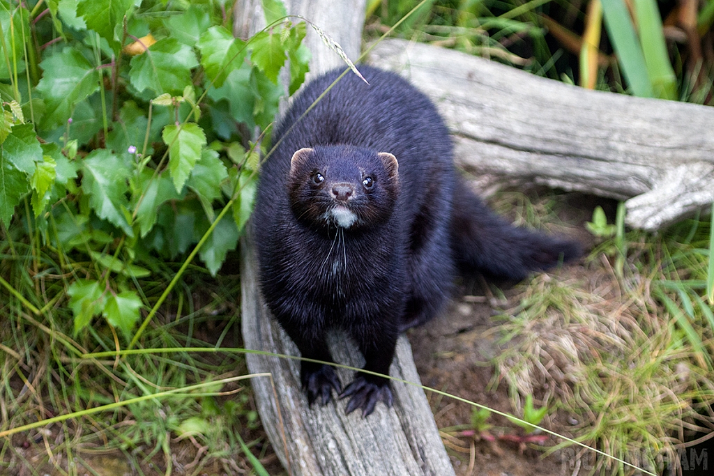 American Mink