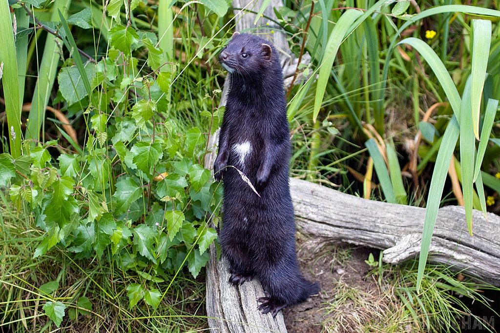 American Mink