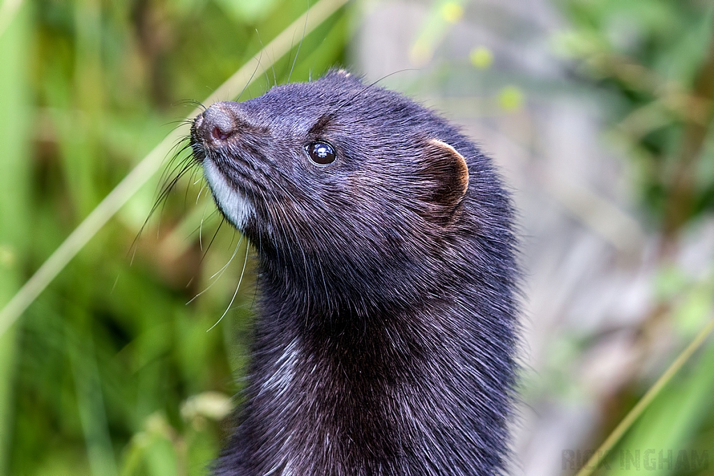 American Mink
