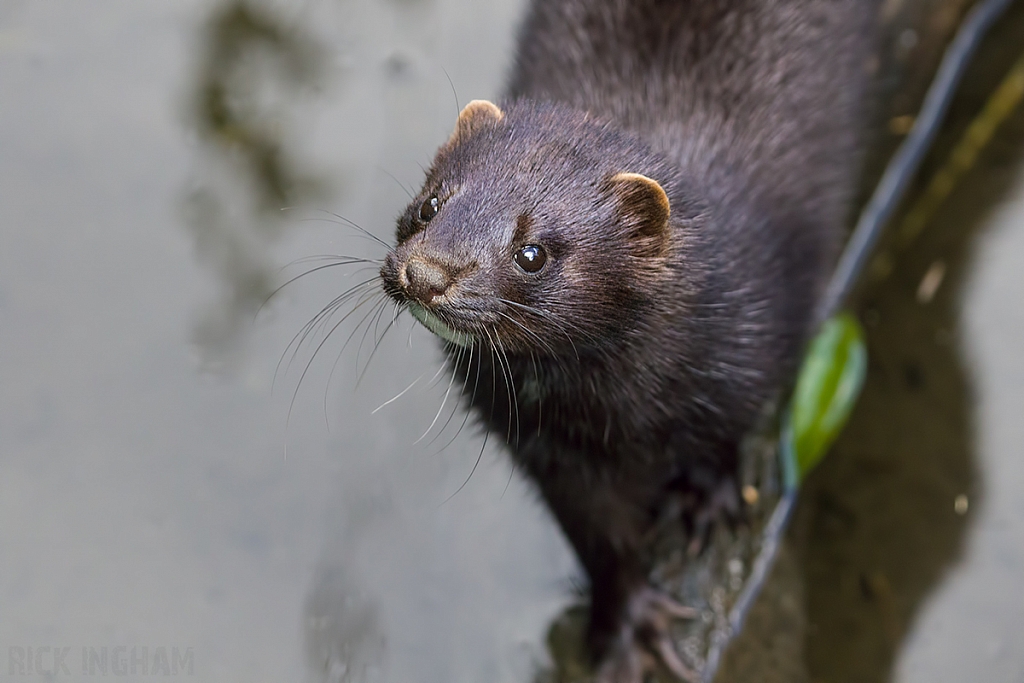 American Mink