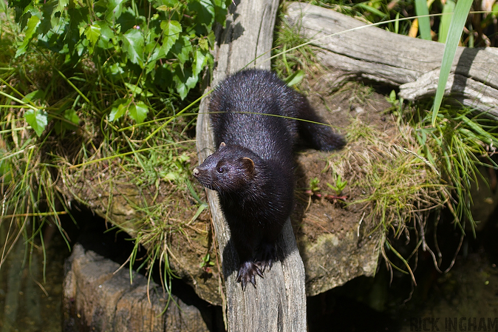 American Mink