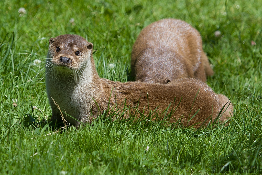 European Otter
