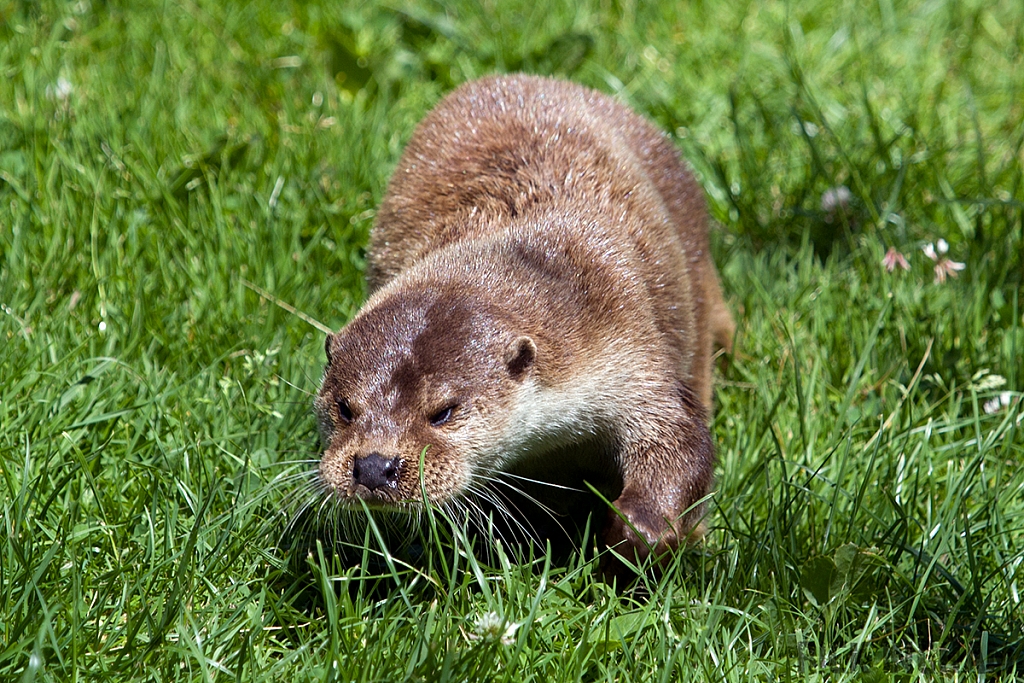 European Otter