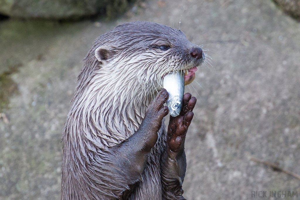 Asian small-clawed Otter