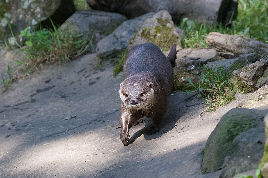Asian small-clawed Otter