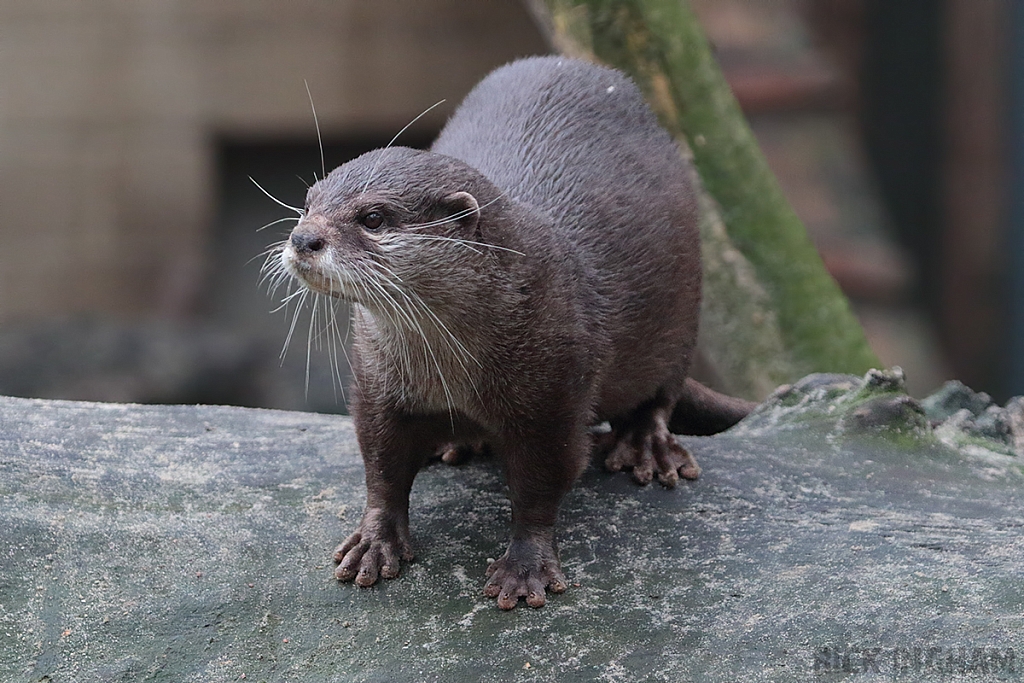 Asian Small Clawed Otter