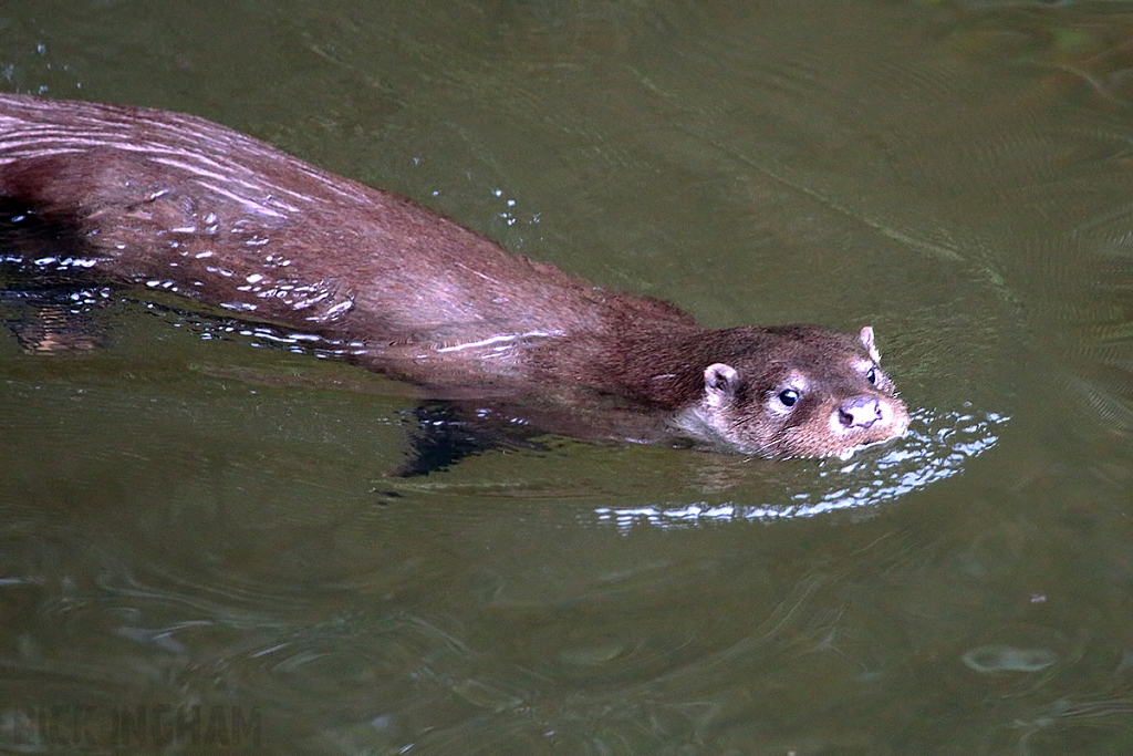 European Otter