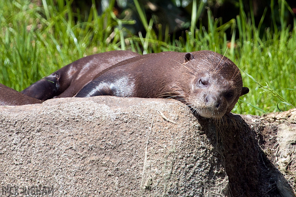Giant Otter
