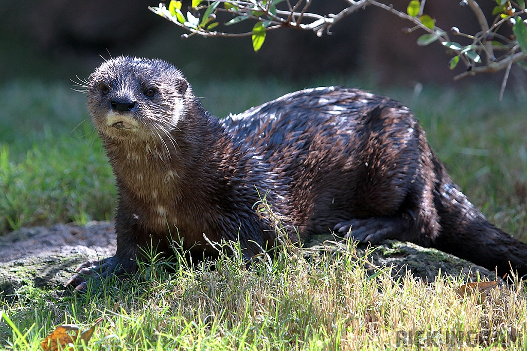 Spotted-necked Otter