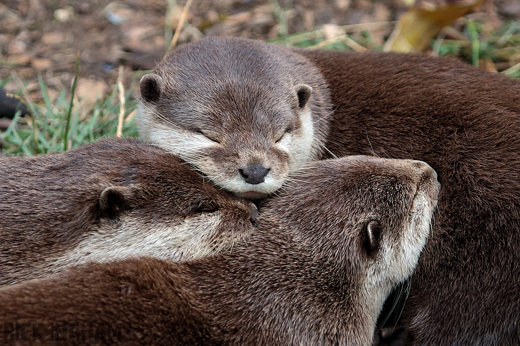 Asian Short-Clawed Otter