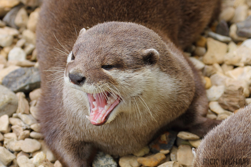 Asian Small Clawed Otter