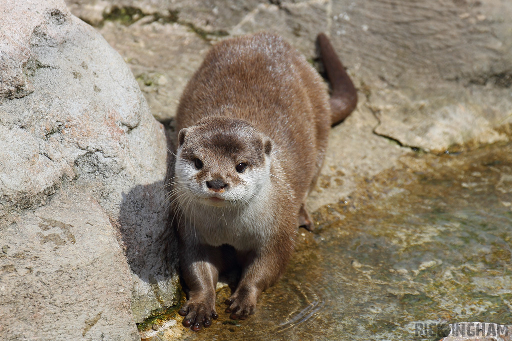 Asian Small Clawed Otter