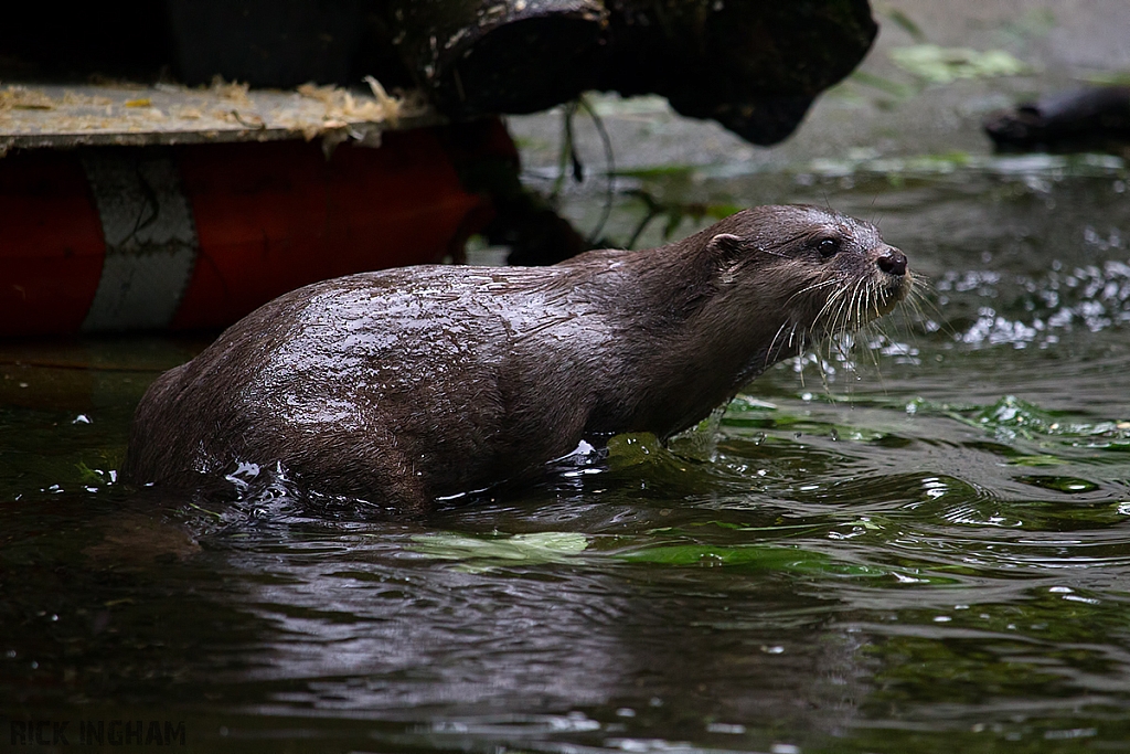 Asian Short-Clawed Otter