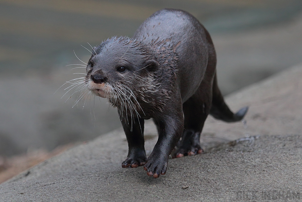 Asian Small Clawed Otter