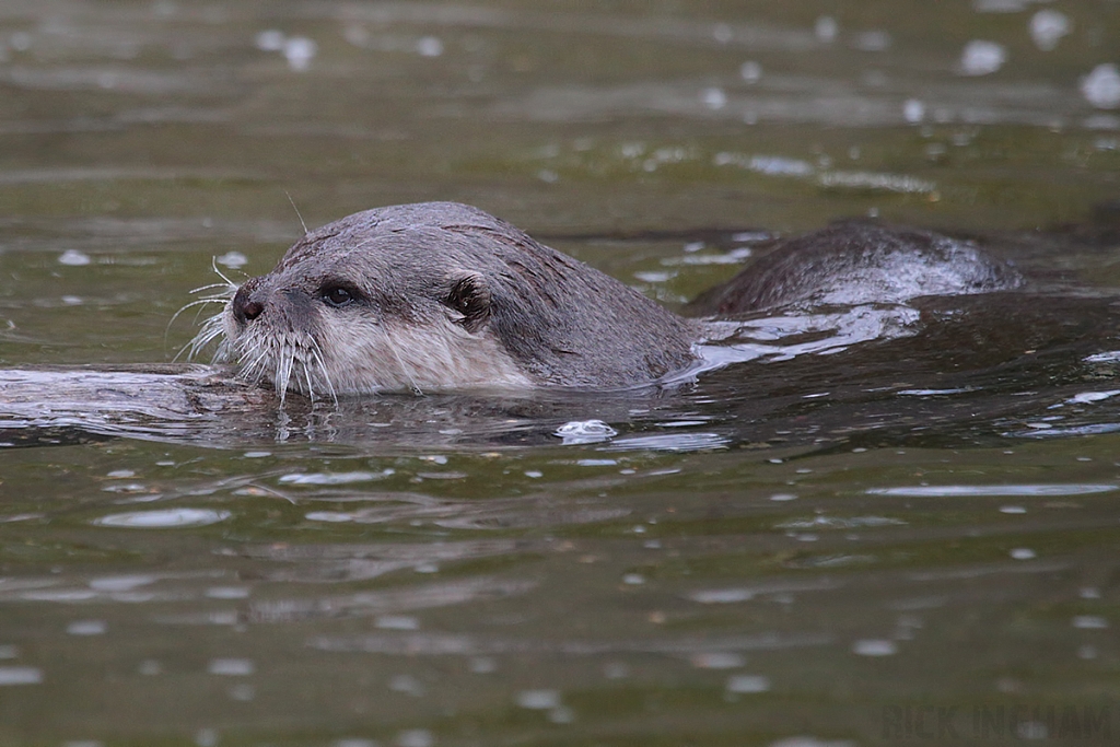 Asian Small Clawed Otter