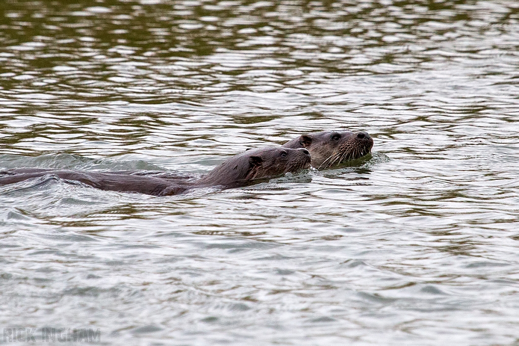 European Otter