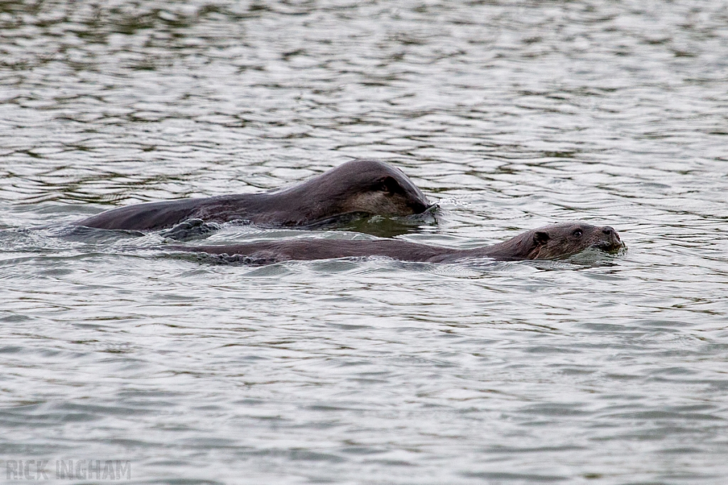 European Otter