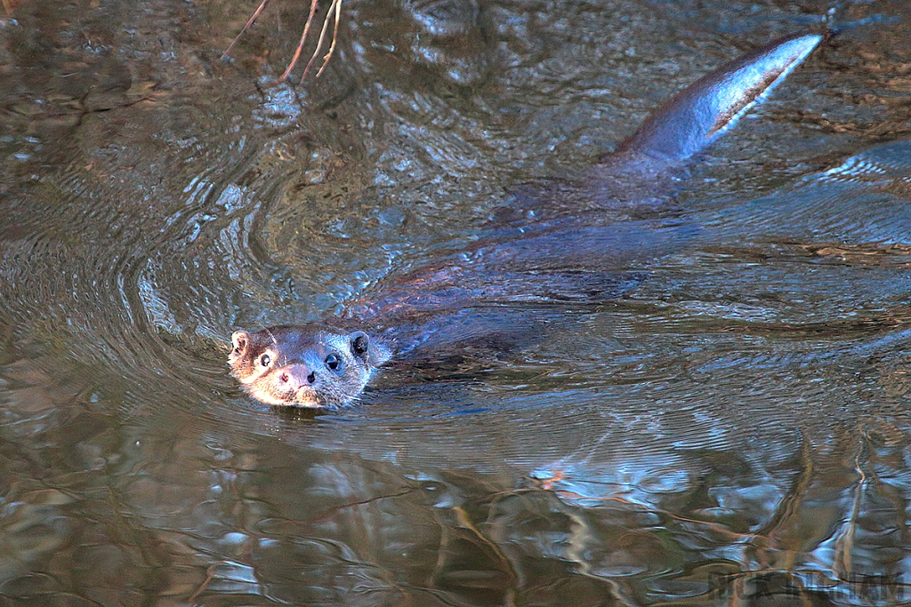 European Otter