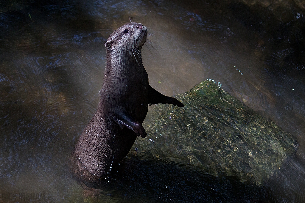 Asian Short-Clawed Otter