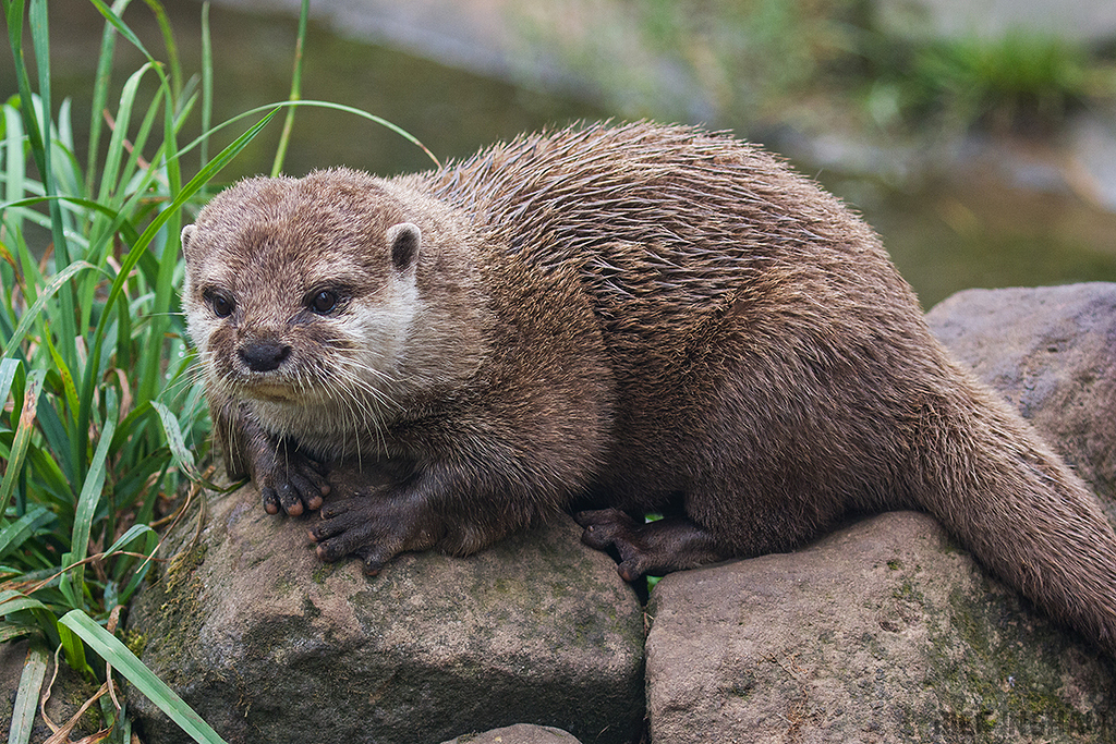 Asian Small-Clawed Otter