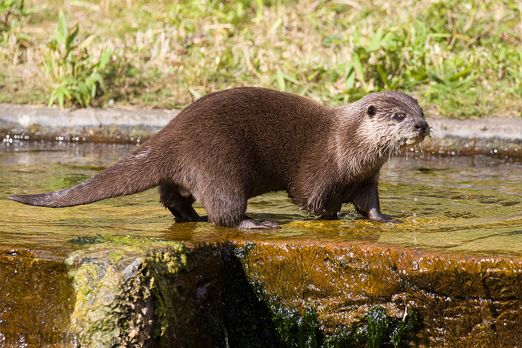 Asian Small-Clawed Otter