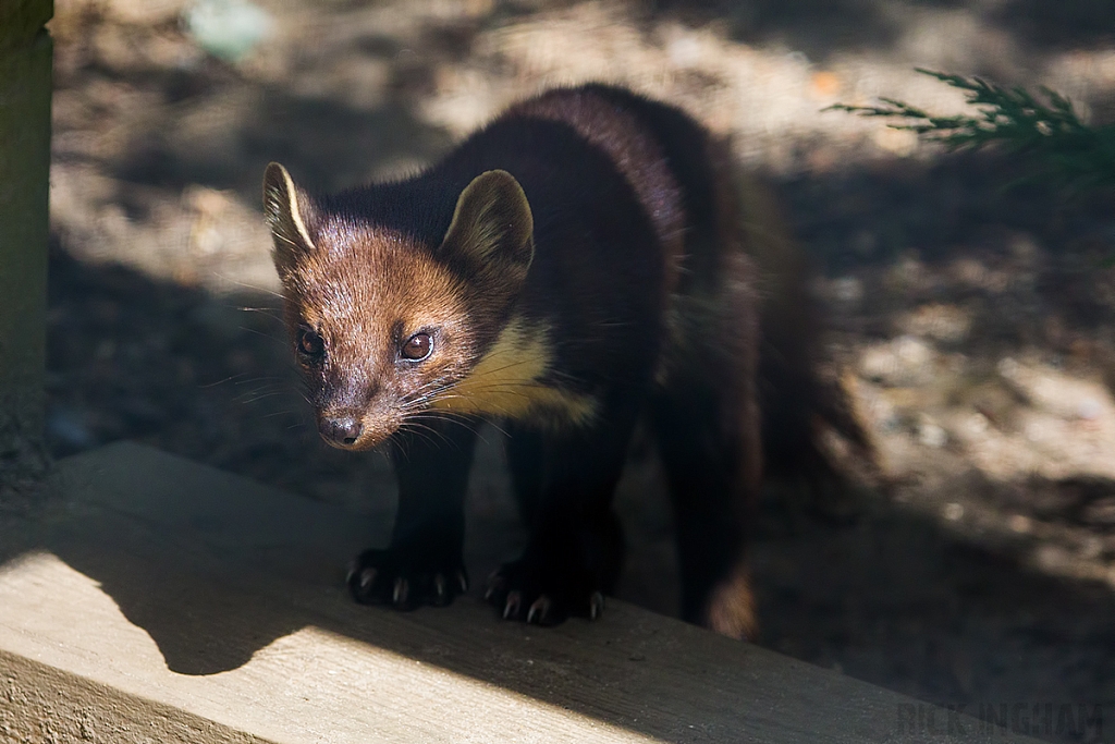 Pine Marten