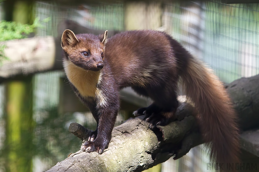 Pine Marten