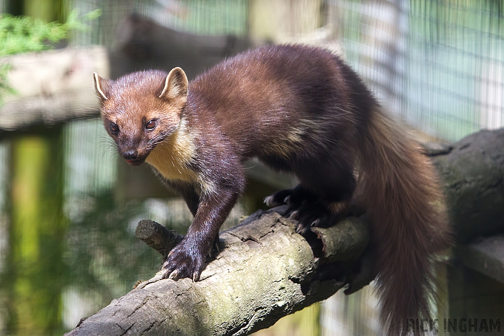 Pine Marten