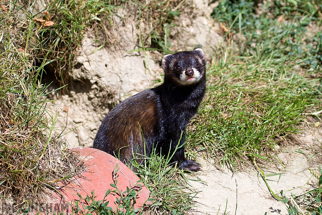 European Polecat