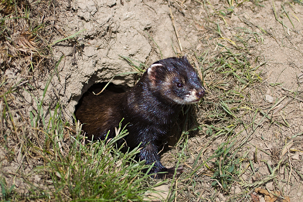 European Polecat