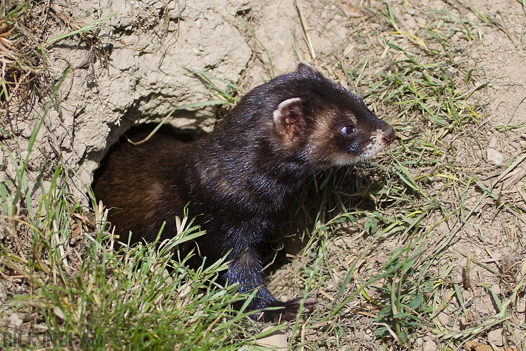 European Polecat