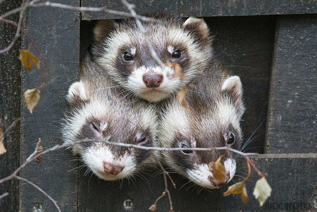 European Polecat