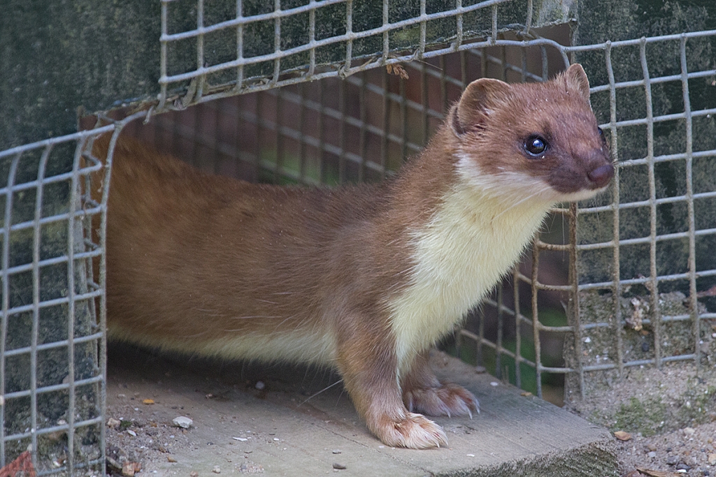 Stoat