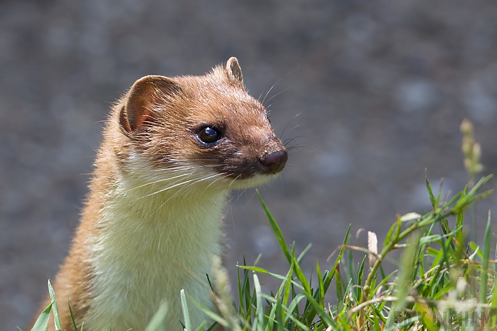 Stoat