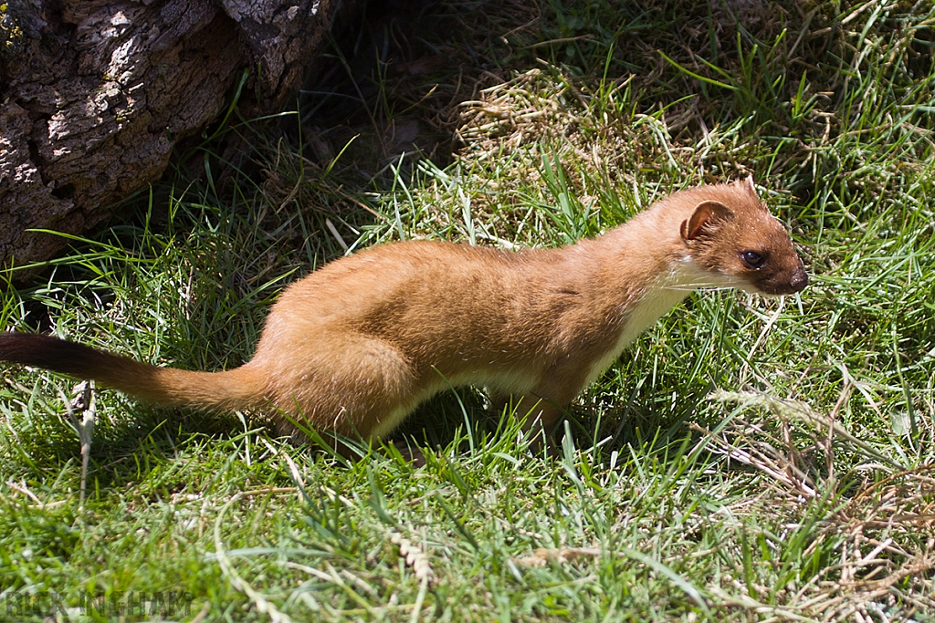 Stoat