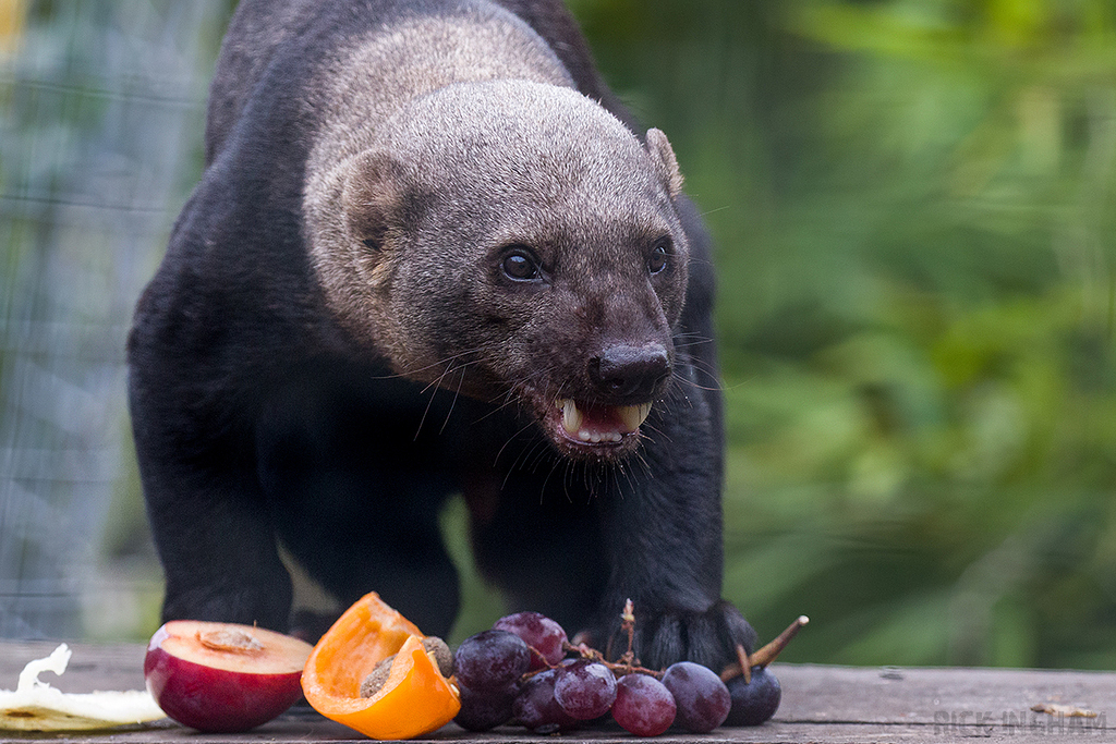 Tayra