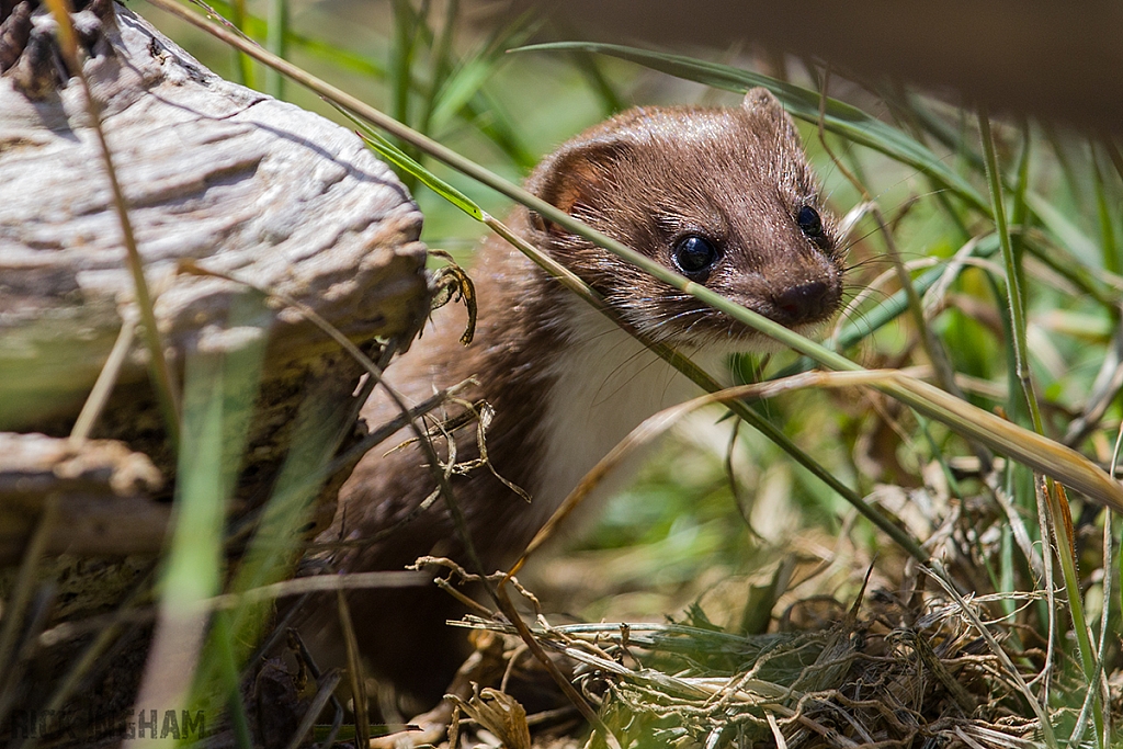 Weasel
