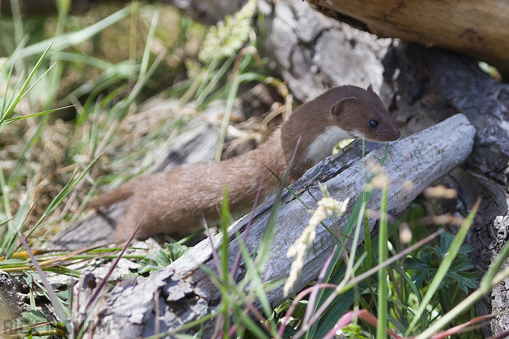 Weasel