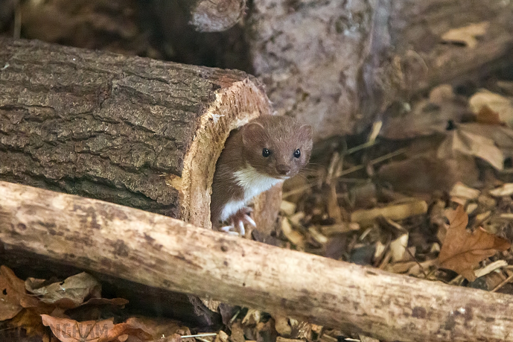 Weasel