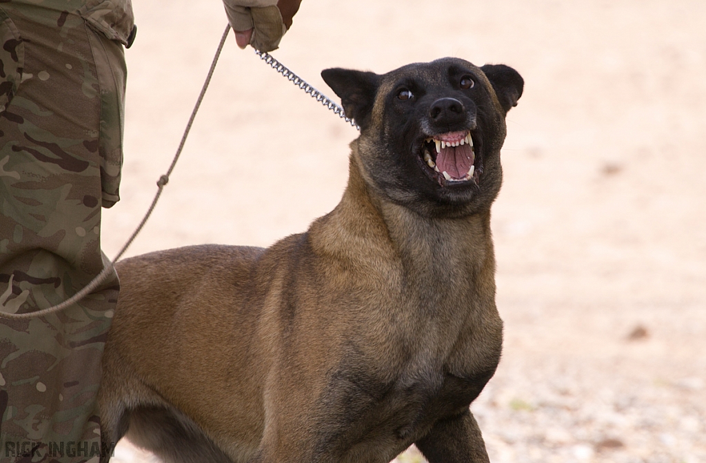 British Army Sniffer Dog