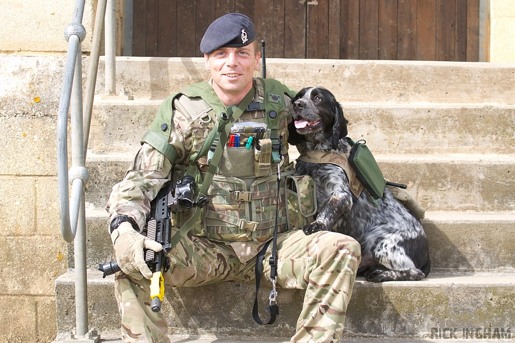 Quinn - British Army Sniffer Dog