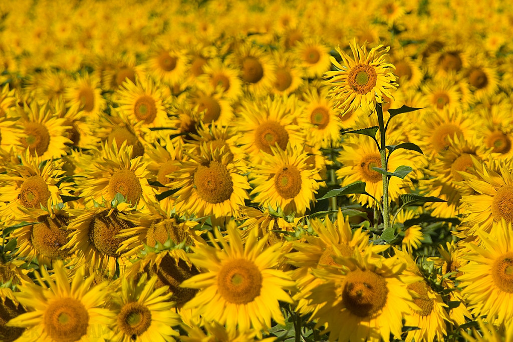 Sunflower Field