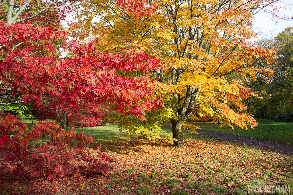 Autumn Tree